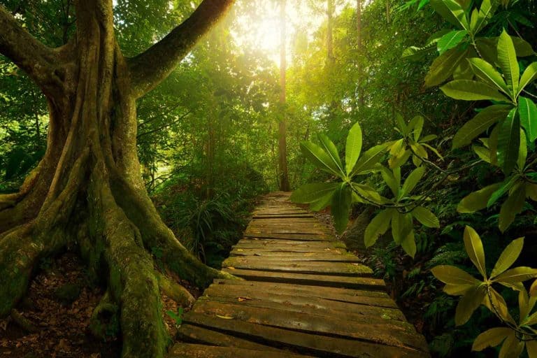 A serene forest scene with a wooden path surrounded by lush green foliage resembles a setting right out of Dungeons & Dragons. Sunlight filters through the dense canopy, illuminating large tree roots and vibrant leaves, creating a tranquil atmosphere perfect for any TTRPG adventure.