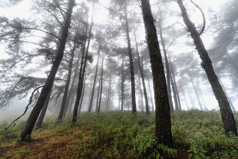 random wilderness encounters 5e
